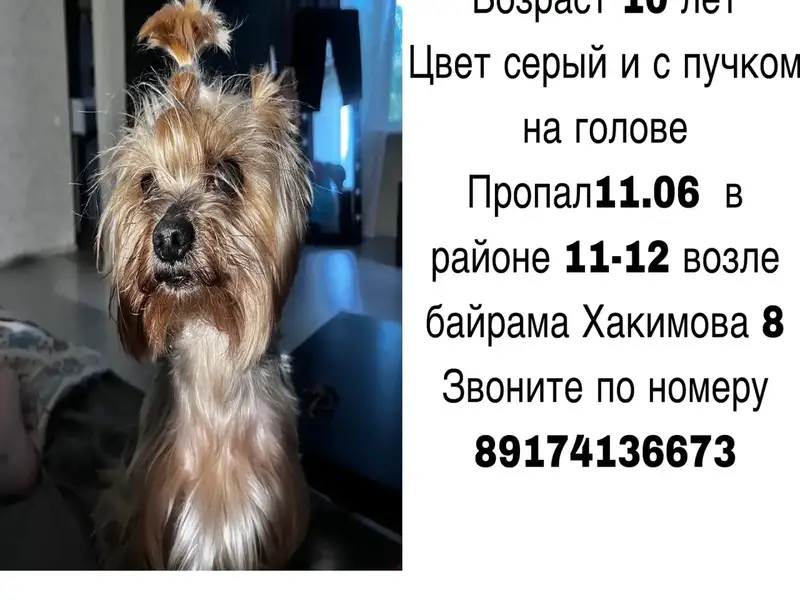 Пропала собака