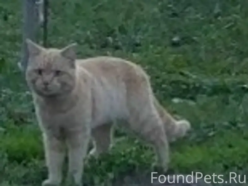 Найден рыжий кот, крупный