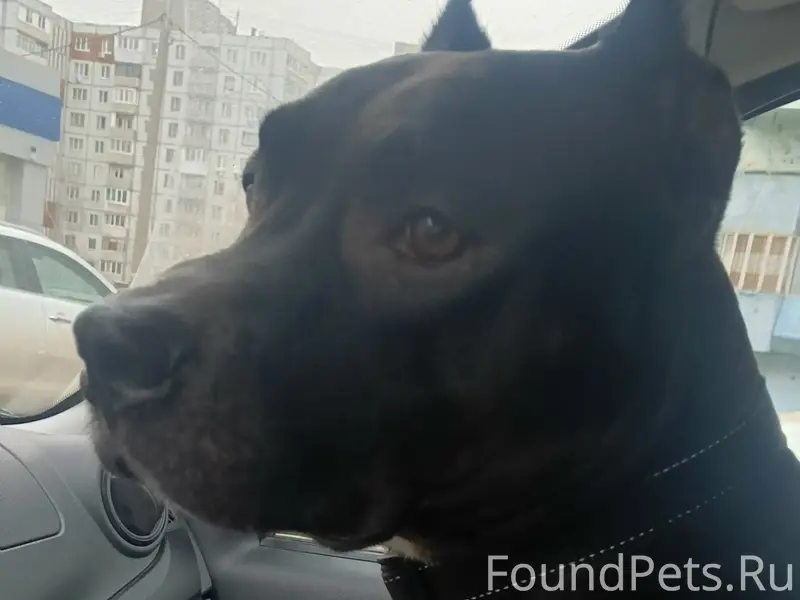 Пропал питбуль Бил, 15-я улица ТСН Шар