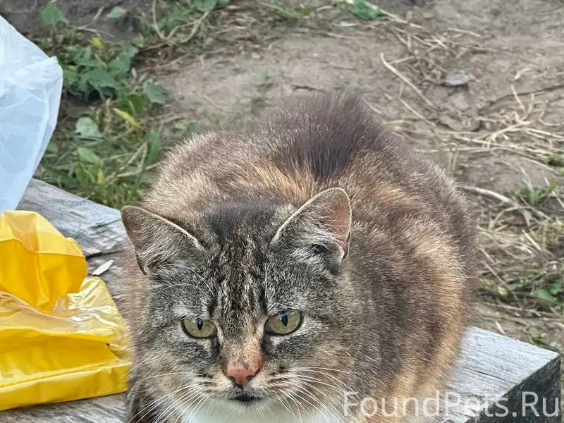 Найдена кошка, СНТ Красное Поле