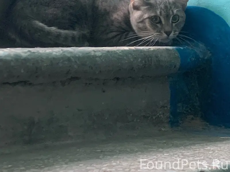 Найдена кошка, Энгельса 21