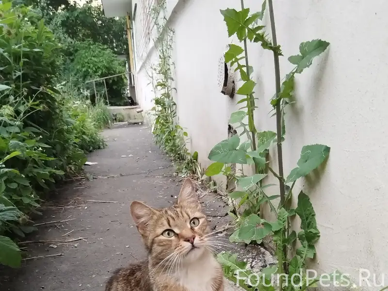 Найдены кот и кошка, г. Электросталь
