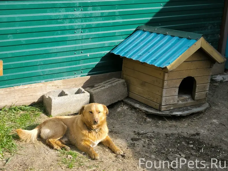 Пропала собака