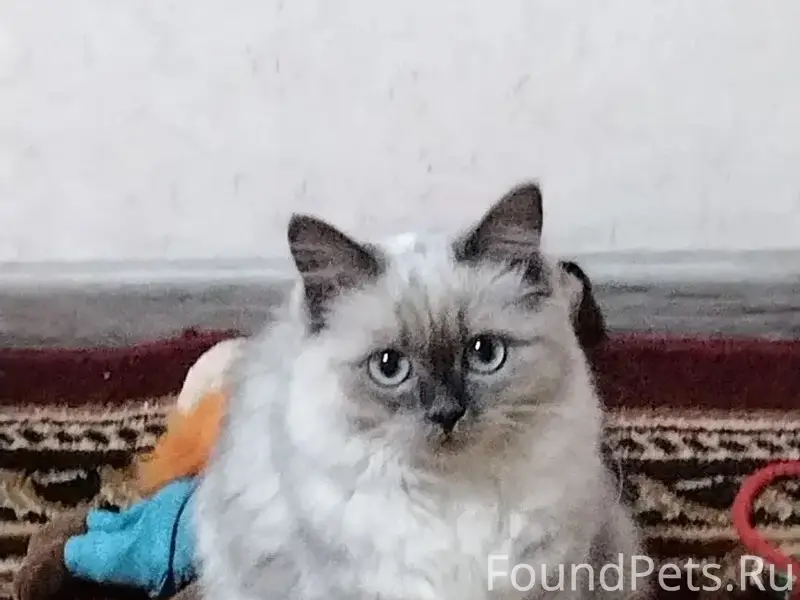 Пропала кошка Мая, Народная 31