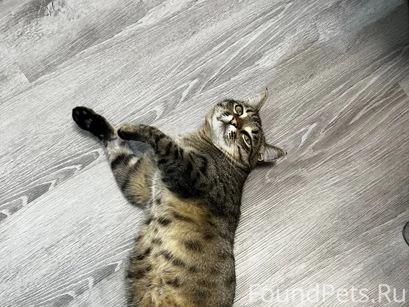 Пропал кот Маркус, п. Золото