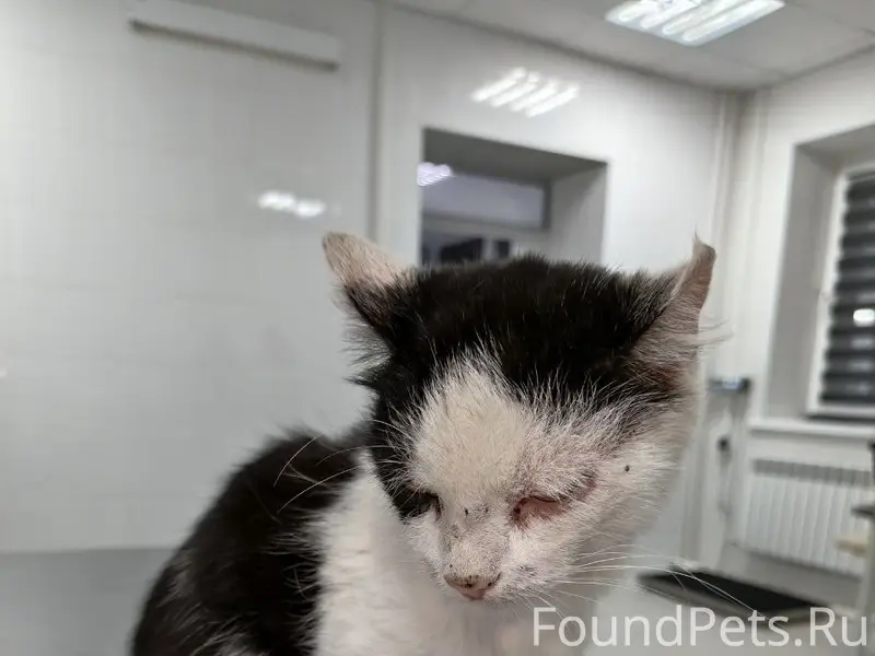 Найдена кошка, Ростоши