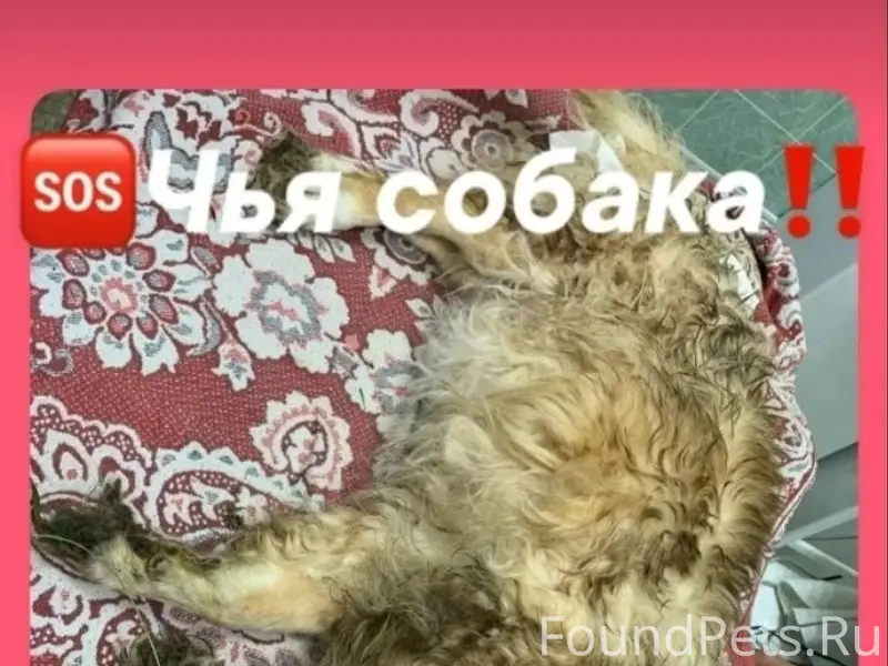 Найдена собака, Новоульяновск