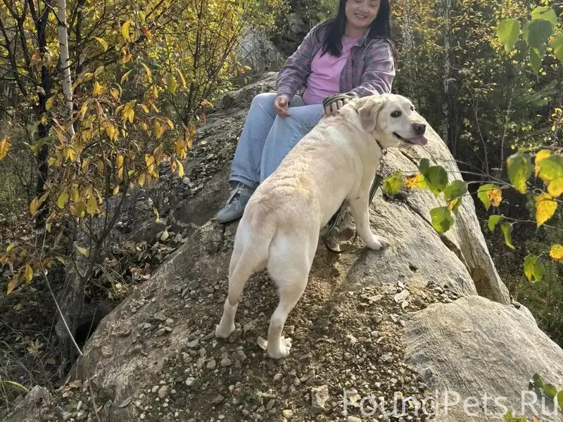 Пропала собака Никки