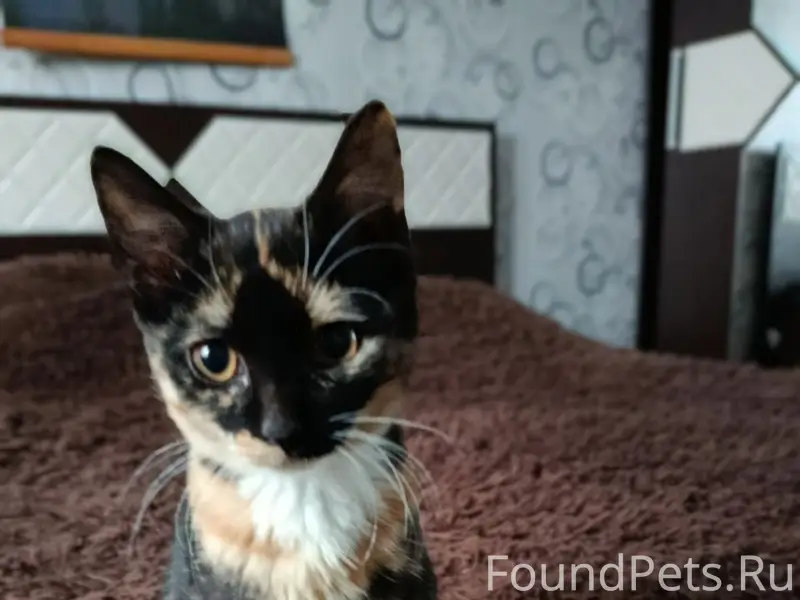 Пропала кошка, около альянса на таёжной улице