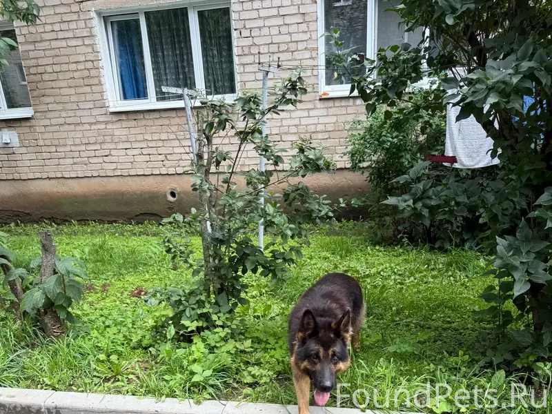 Пропал Джек, немецкая овчарка, Руза
