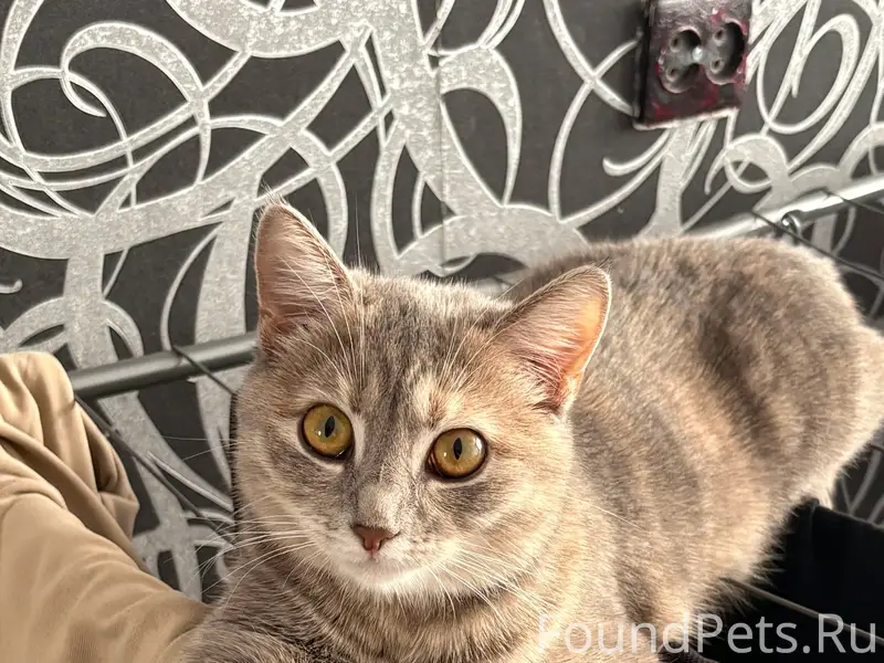 Пропала кошка Арина, 17мкр