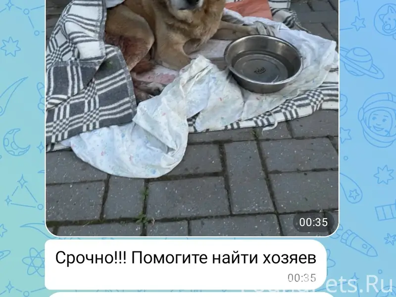 Найден кобель, г. Бор
