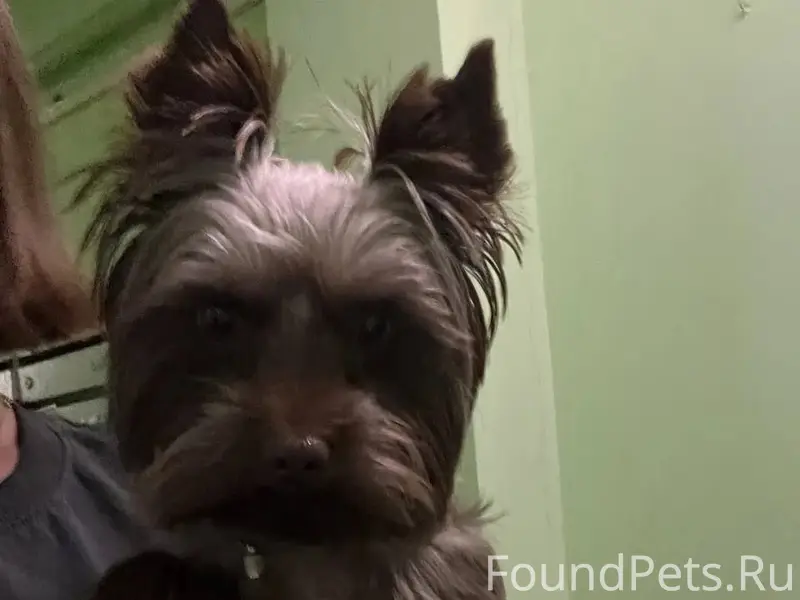 Найден йоркширский терьер, коричневый окрас, Московский район