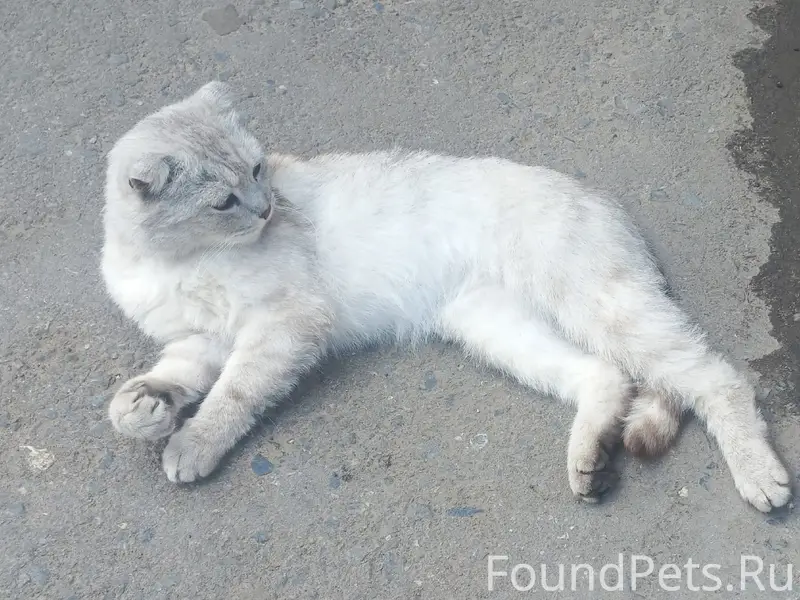 Найден шотландский кот, серебристый окрас