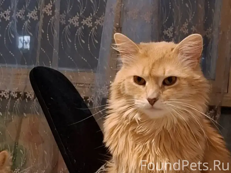Пропал кот Персик, Новое Савёлово