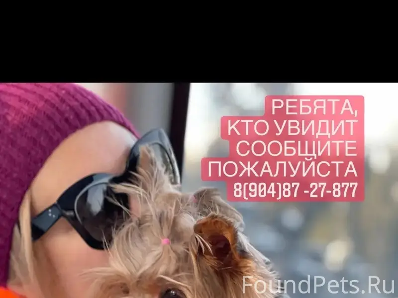 Пропала йоркширская терьер Шери, район Шевченко 8