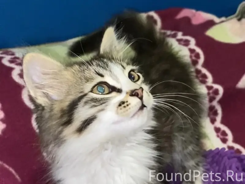 Найден котёнок, ул. Чичерина