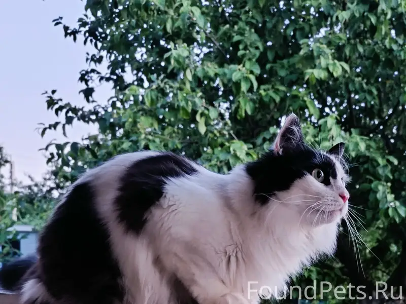 Пропал кот Фенечка, дача