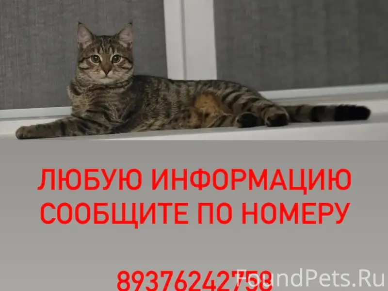 Пропала кошка Буся, Нефтяников 111Б