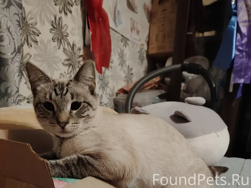 Пропала кошка, Заягорбский район