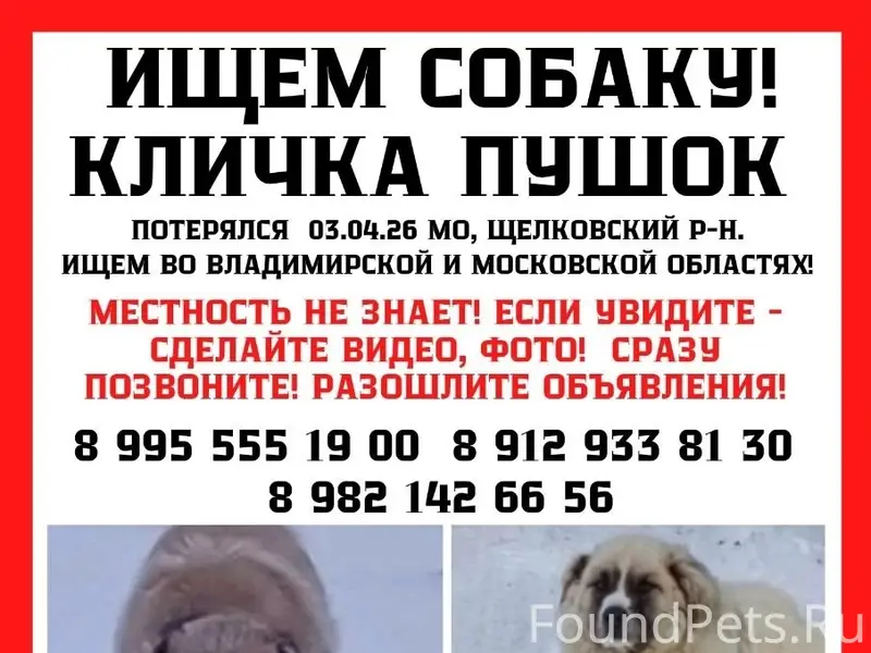 Пропала собака Пушок, Фряново и Владимирская область
