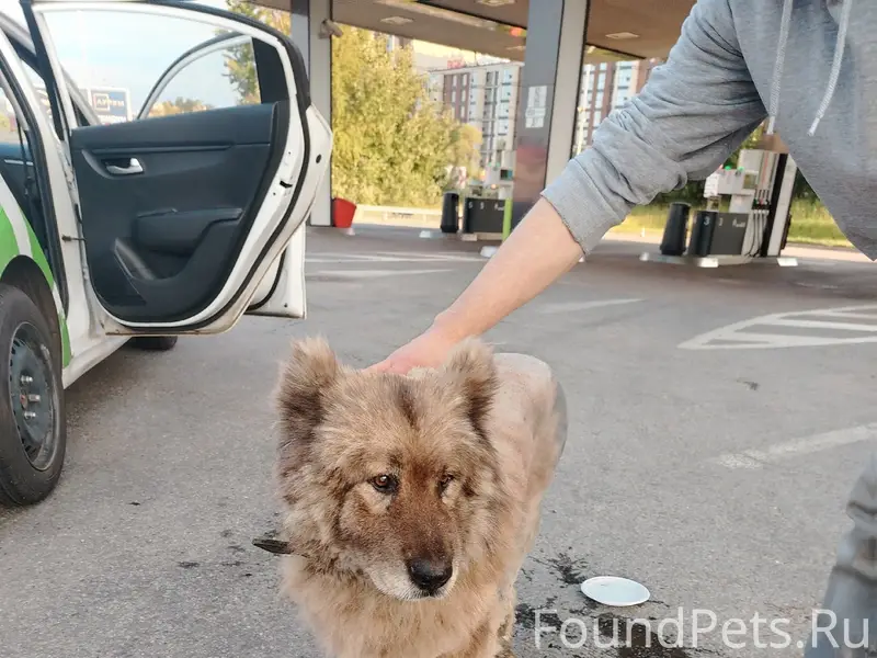 Найден пёс, рядом с м. Лесная