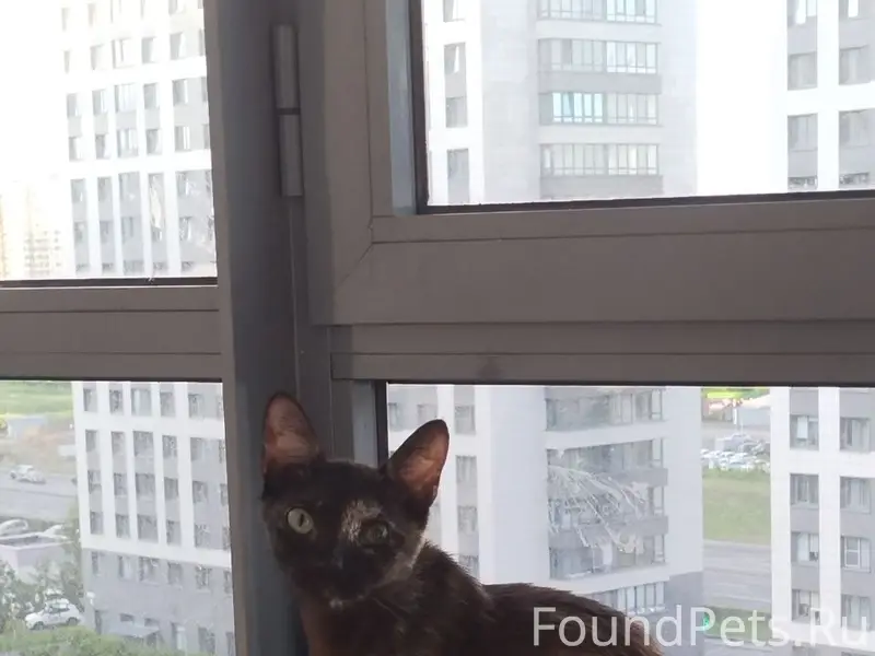 Пропала кошка Ло, Всеволожский район