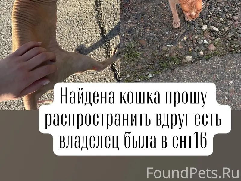 Найдена кошка, СНТ 16