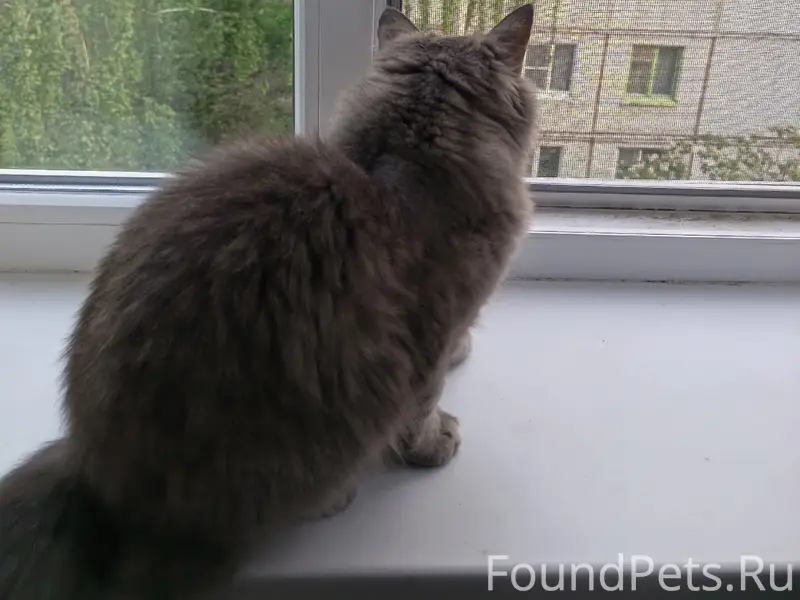 Пропала кошка, серая, район маяковки, коралла