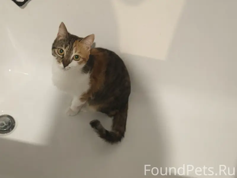 Пропала кошка, 