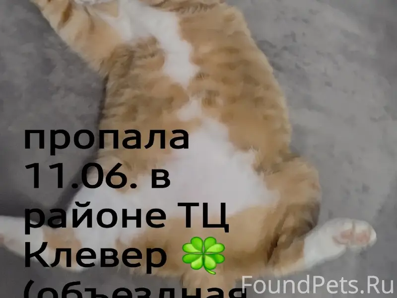Пропала кошка Джекки, Симферополь