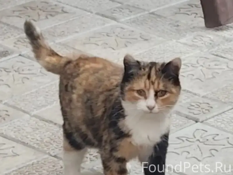 Пропала кошка Тути, ул. Южная