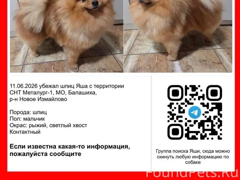 Пропал шпиц Яша, Балашиха