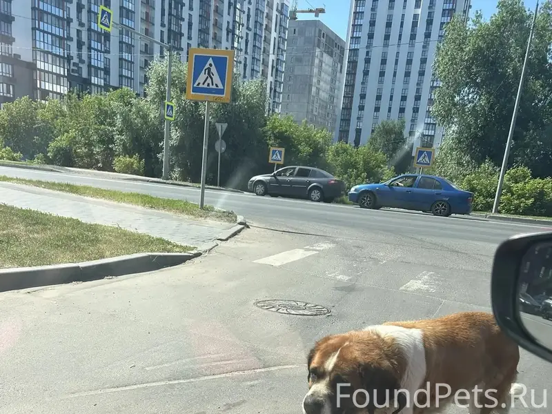 Пропала собака, район гпз-24