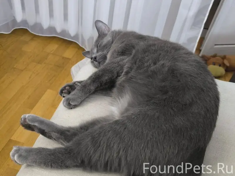Пропал кот Маркиз, Серпухов