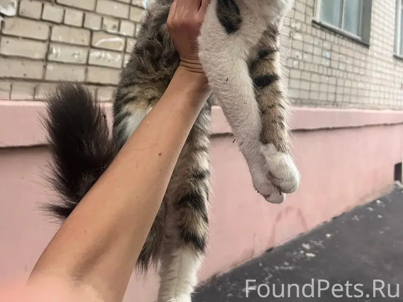 Пропал кот, Нижний Новгород
