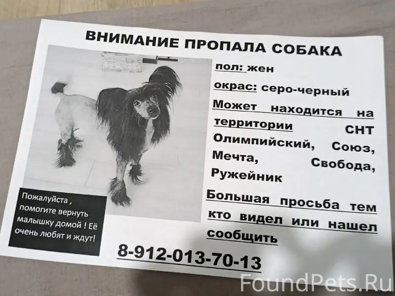 Пропала собака, 