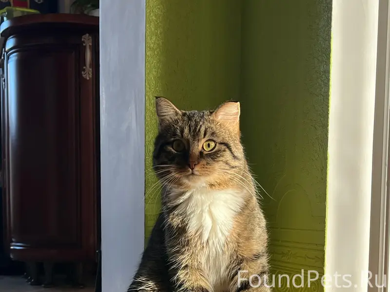 Пропал кот Лютик, Ивье