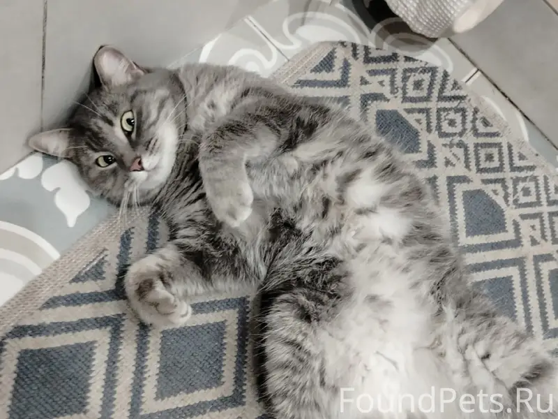 Пропала кошка Сима, улица Тенистая