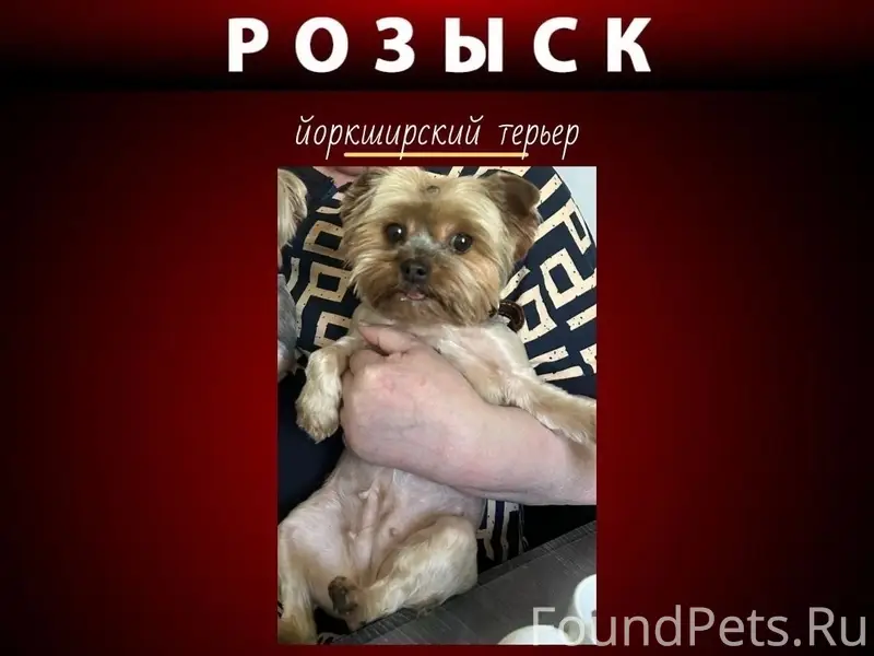 Пропала йорк Милка