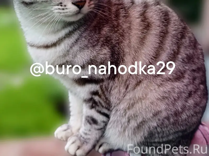 Пропал кот, пос. Талаги