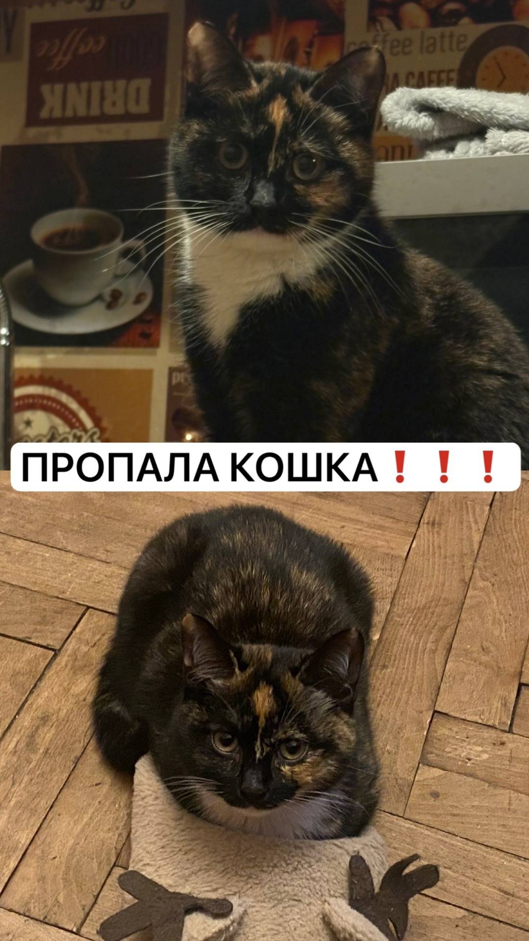 Пропала кошка, Калининский район
