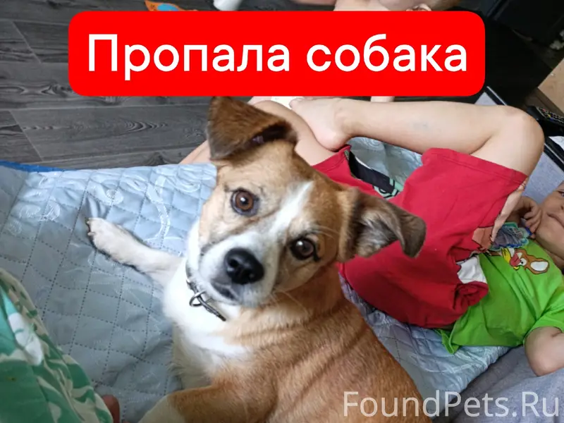 Пропал пёс Хан, Череповец