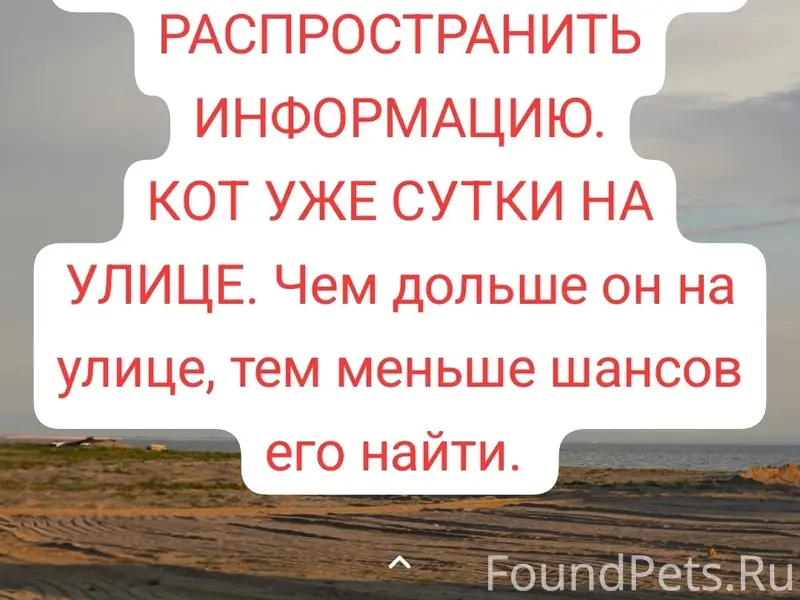 Пропал кот, неизвестно место пропажи