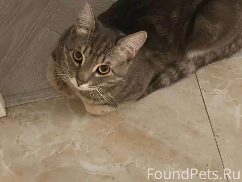 Пропал котенок