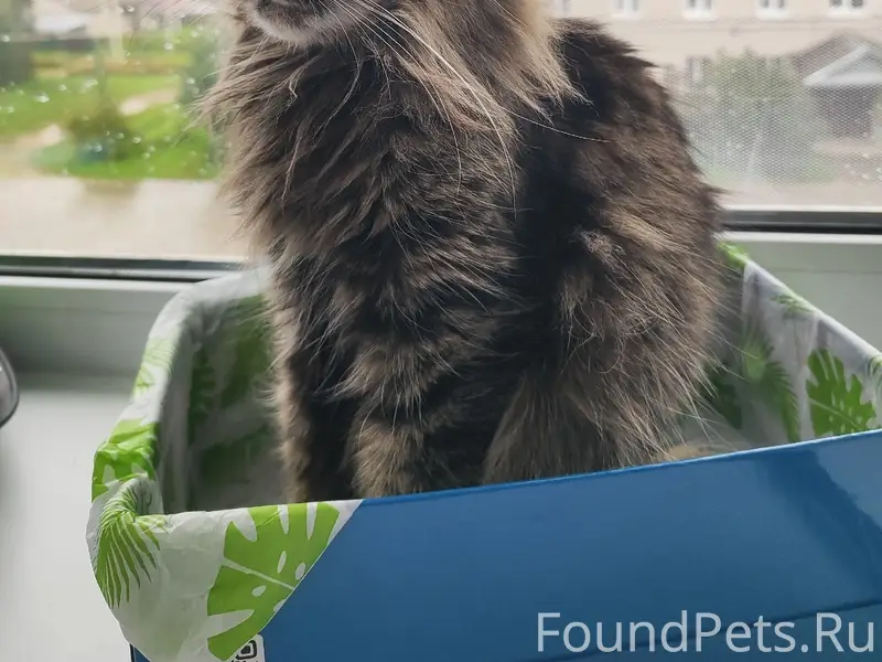Пропала кошка Шанти