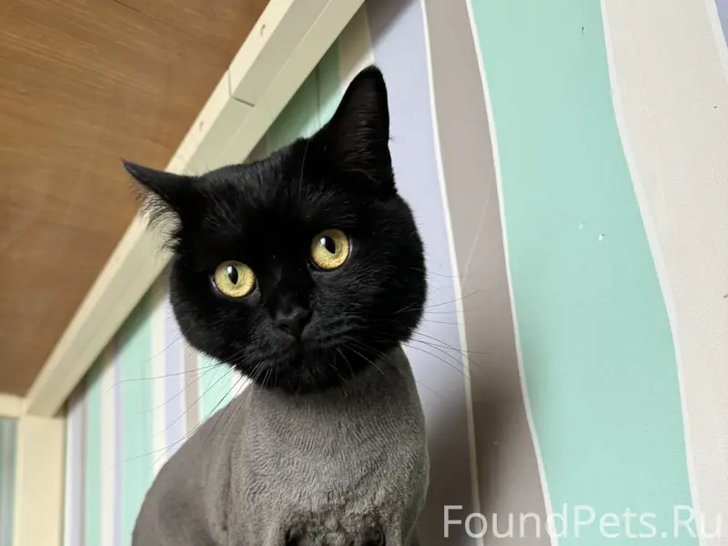 Пропал кот