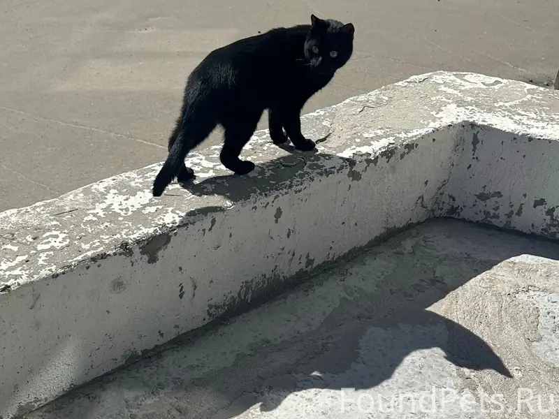Найден чёрный кот, район Коновалова