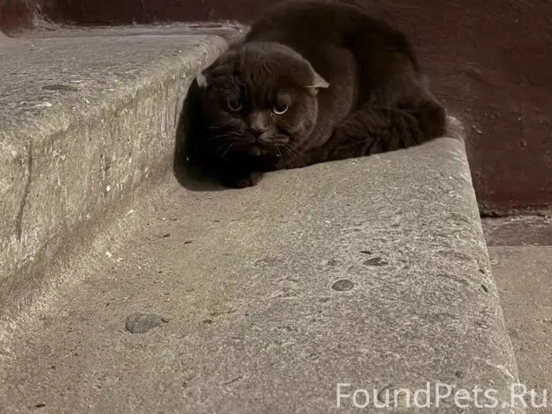 Найден британский кот, старые Химки