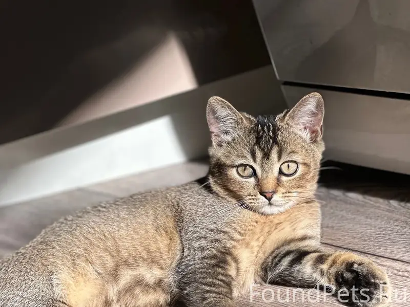Пропал кот, район адмирала